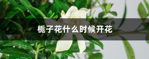 栀子花什么时候开花，栀子花图片