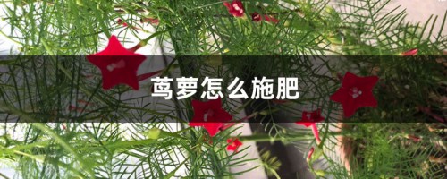 茑萝怎么施肥