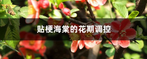 贴梗海棠的花期调控